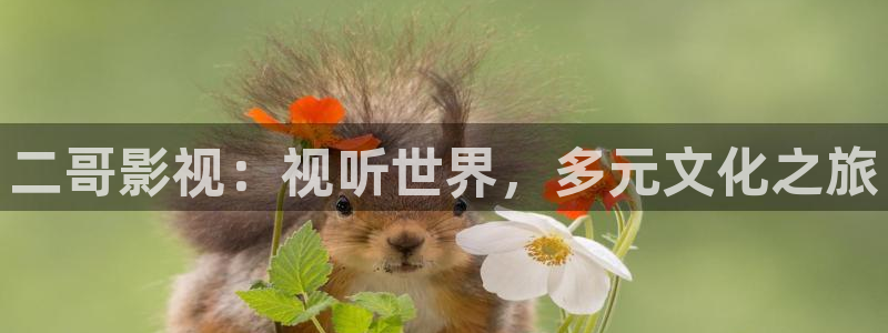桔子影院午夜在线：二哥影视：视听世界，多元文化之旅