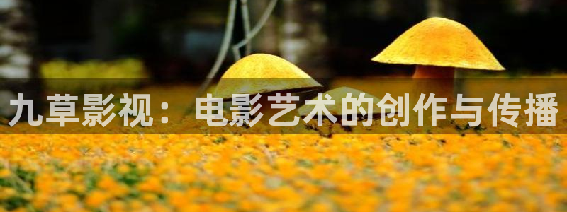 桔子映像摄影怎么样：九草影视：电影艺术的创作与传播